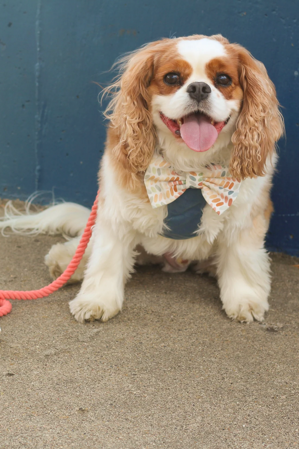 Classic Bow Tie