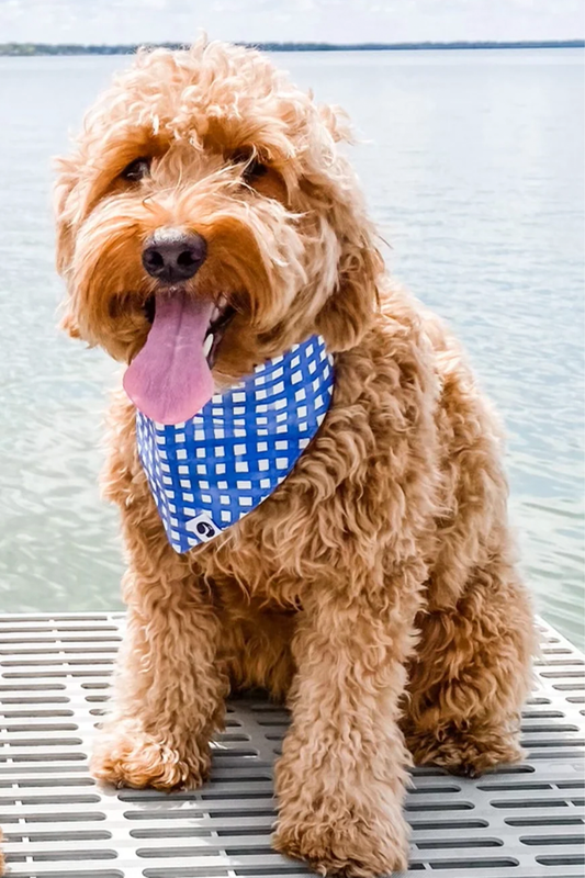 Dog Bandana