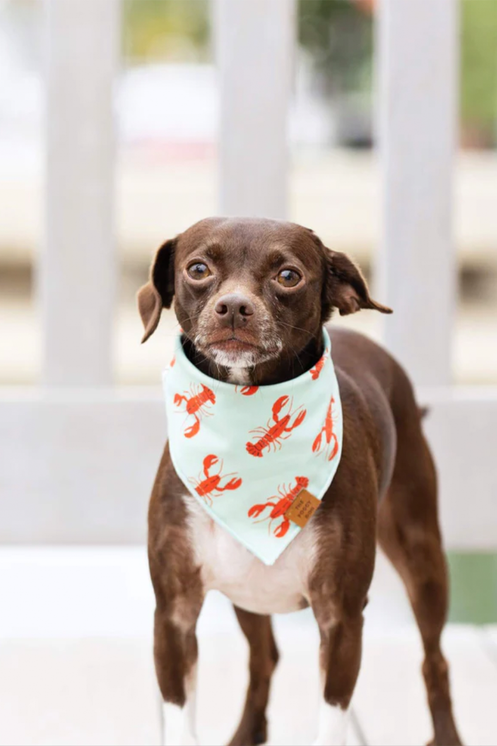 Catch of the Day Bandana