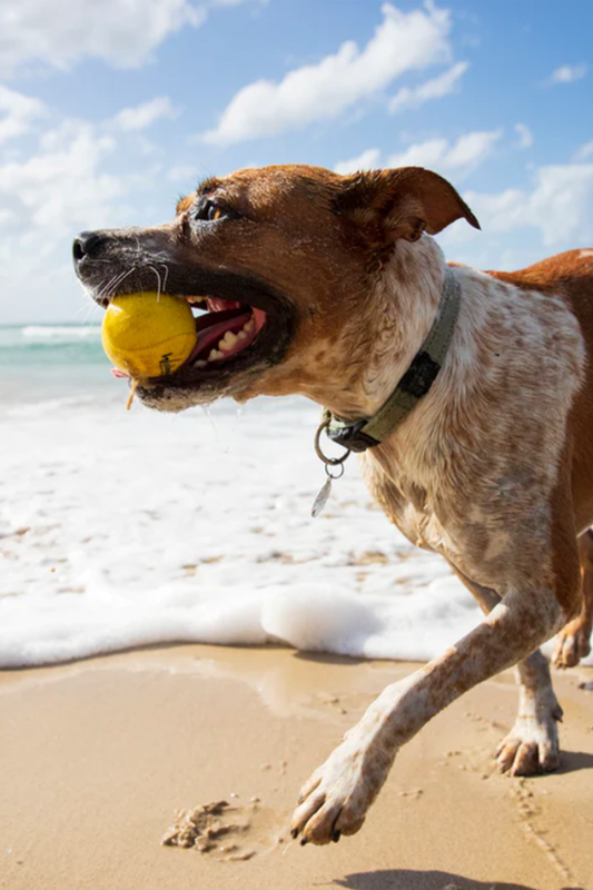 Waboba Fetch Dog Ball