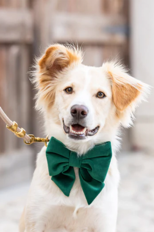 Velvet Lady Dog Bow