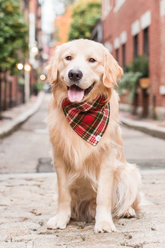 Holiday Plaid Flannel Dog Bandana