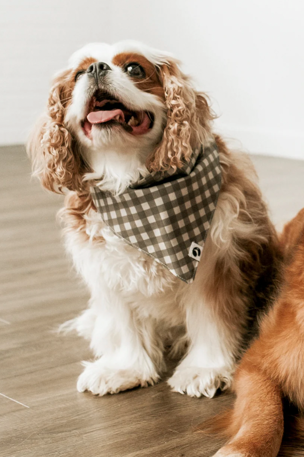 Dog Bandana