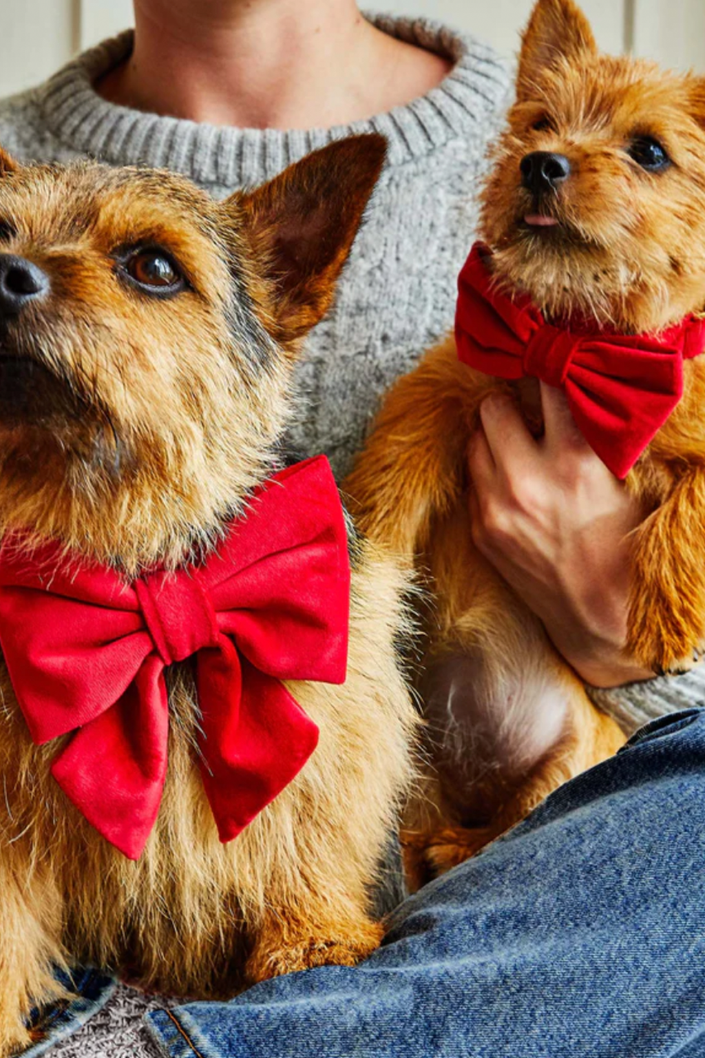 Velvet Dog Bow Tie